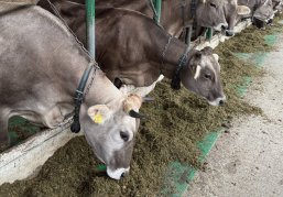 Более чем на 25% вырос объем реализации племенного молодняка КРС нижегородских компаний за первое полугодие 2025 года