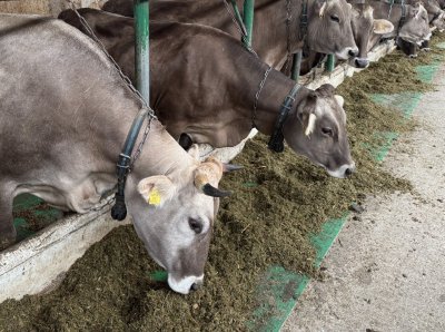 Более чем на 25% вырос объем реализации племенного молодняка КРС нижегородских компаний за первое полугодие 2025 года Более чем на 25% вырос объем реализации племенного молодняка КРС нижегородских компаний за первое полугодие 2025 года