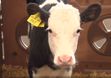 Технологичный телятник на 250 голов построил нижегородский производитель молока в Гагинском округе при государственной поддержке Технологичный телятник на 250 голов построил нижегородский производитель молока в Гагинском округе при государственной поддержке