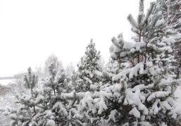 В нижегородских лесах введен режим усиленного контроля для защиты от незаконной вырубки елей