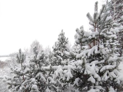 В нижегородских лесах введен режим усиленного контроля для защиты от незаконной вырубки елей
