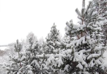 В нижегородских лесах введен режим усиленного контроля для защиты от незаконной вырубки елей