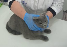 Четырнадцатый государственный ветеринарный кабинет открылся в Нижегородской области