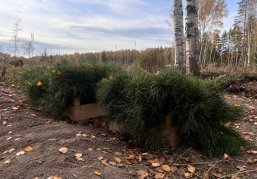 Более 300 тысяч сеянцев сосны высадили в Нижегородской области в рамках всероссийской акции «Сохраним лес»