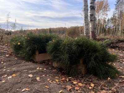 Более 300 тысяч сеянцев сосны высадили в Нижегородской области в рамках всероссийской акции «Сохраним лес»