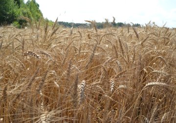 Около 2 млн тонн зерна собрали нижегородские аграрии в 2025 году Около 2 млн тонн зерна собрали нижегородские аграрии в 2025 году