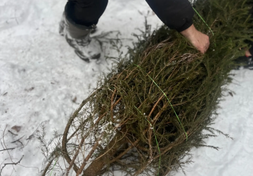 Минлесхоз Нижегородской области запускает акцию по утилизации новогодних елей