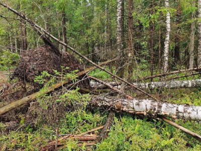 Более 400 случаев лесоизменений выявлено в Нижегородской области с помощью искусственного интеллекта в рамках проекта «Цифровой лес»
