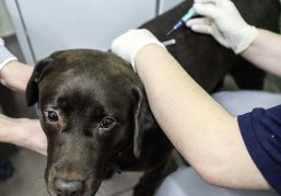 Нижегородцы теперь смогут записать своих домашних животных в госветклинику онлайн