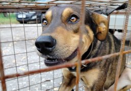 Нижегородское правительство разработало инвестиционные льготы для будущих владельцев приютов для животных