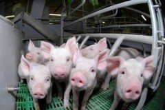 «Норвежский инвестор планирует построить свиноводческий комплекс на 180 000 голов в Нижегородской области», — Евгений Люлин «Норвежский инвестор планирует построить свиноводческий комплекс на 180 000 голов в Нижегородской области», — Евгений Люлин