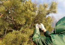 В Нижегородской области заготовят более 30 тонн шишек для восстановления лесов