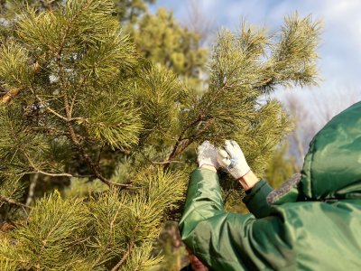 В Нижегородской области заготовят более 30 тонн шишек для восстановления лесов