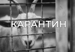 Карантин установлен в селе Кекино Воротынского округа