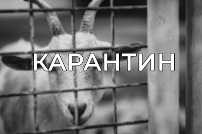Карантин установлен в селе Кекино Воротынского округа Карантин установлен в селе Кекино Воротынского округа