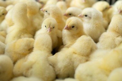 Прием заявок на участие в молодежном проекте «Кадровый резерв руководителей АПК» стартовал в Нижегородской области Прием заявок на участие в молодежном проекте «Кадровый резерв руководителей АПК» стартовал в Нижегородской области