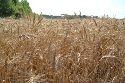 Глеб Никитин: «Для климатической зоны, где мы находимся, подотрасли сельского хозяйства показывают очень серьезные результаты» Глеб Никитин: «Для климатической зоны, где мы находимся, подотрасли сельского хозяйства показывают очень серьезные результаты»