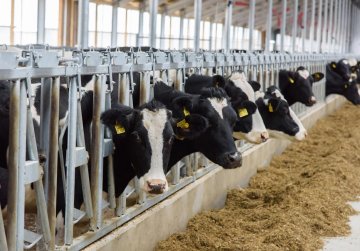 Десять новых животноводческих комплексов построили и шесть реконструировали в Нижегородской области в 2024 году Десять новых животноводческих комплексов построили и шесть реконструировали в Нижегородской области в 2024 году