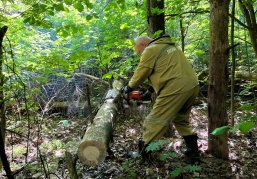 От неликвидной древесины в Богородском округе очистили 1,6 гектара леса