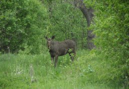 В Вачском округе выявлен факт незаконной добычи лося