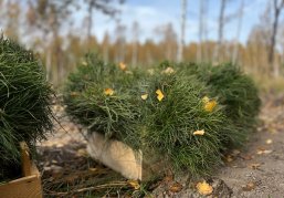 В Нижегородской области в этом году создано более 5 900 гектаров новых лесов