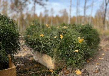 В Нижегородской области в этом году создано более 5 900 гектаров новых лесов