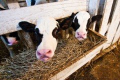 Девять животноводческих комплексов введут в эксплуатацию в Нижегородской области в 2018 году Девять животноводческих комплексов введут в эксплуатацию в Нижегородской области в 2018 году