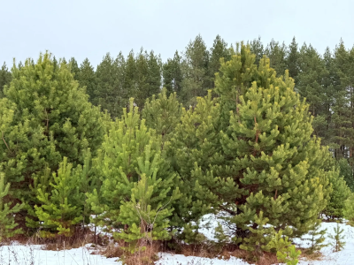 В Шатковском округе для семей участников СВО заготовили новогодние ели