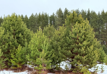 В Шатковском округе для семей участников СВО заготовили новогодние ели