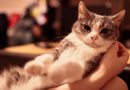 Нижегородцы могут со скидкой стерилизовать домашних собак и кошек в госветклиниках в рамках акции «Мартовский кот»