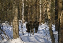 В Нижегородской области до марта запрещено охотиться на медведей