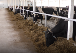 Проект по созданию роботизированной фермы на 130 голов реализовал фермер из Шаранги при государственной поддержке