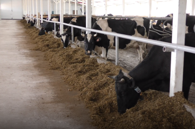 Проект по созданию роботизированной фермы на 130 голов реализовал фермер из Шаранги при государственной поддержке Проект по созданию роботизированной фермы на 130 голов реализовал фермер из Шаранги при государственной поддержке