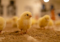 Восемь птичников в Павловском округе обновили при господдержке