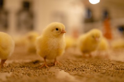 Восемь птичников в Павловском округе обновили при господдержке Восемь птичников в Павловском округе обновили при господдержке