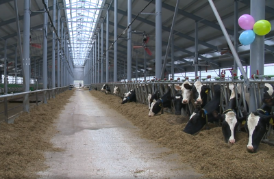 Животноводческий комплекс на 500 голов построил инвестор в Дальнеконстантиновском округе при господдержке Животноводческий комплекс на 500 голов построил инвестор в Дальнеконстантиновском округе при господдержке