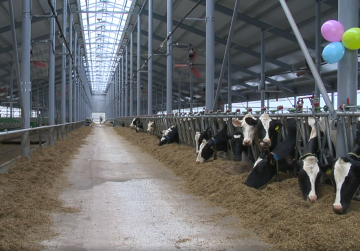 Животноводческий комплекс на 500 голов построил инвестор в Дальнеконстантиновском округе при господдержке Животноводческий комплекс на 500 голов построил инвестор в Дальнеконстантиновском округе при господдержке