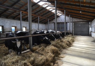 Валовый надой молока в Нижегородской области за семь месяцев 2025 года увеличился на 4 процента Валовый надой молока в Нижегородской области за семь месяцев 2025 года увеличился на 4 процента