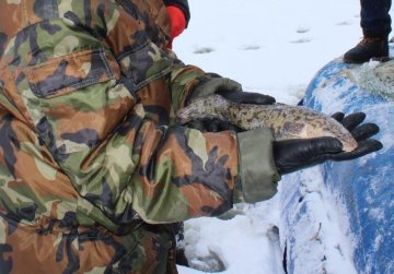 Запрет на добычу налима в Нижегородской области введен с середины декабря до конца января