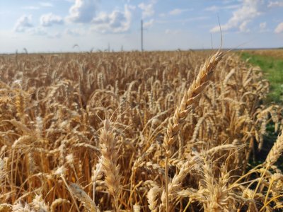 Более 1 млн тонн зерновых и зернобобовых культур намолотили нижегородские аграрии Более 1 млн тонн зерновых и зернобобовых культур намолотили нижегородские аграрии