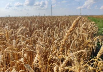 Более 1 млн тонн зерновых и зернобобовых культур намолотили нижегородские аграрии Более 1 млн тонн зерновых и зернобобовых культур намолотили нижегородские аграрии