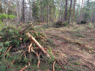 В лесах Нижегородской области началась плановая уборка порубочных остатков В лесах Нижегородской области началась плановая уборка порубочных остатков