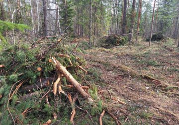 В лесах Нижегородской области началась плановая уборка порубочных остатков