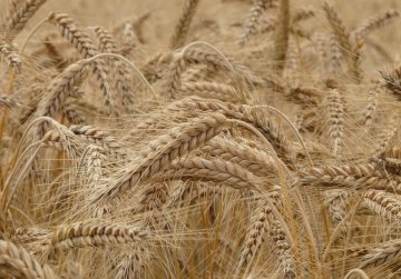 Поддержка сельскохозяйственных потребительских кооперативов в Нижегородской области увеличится более чем на 40% в 2025 году Поддержка сельскохозяйственных потребительских кооперативов в Нижегородской области увеличится более чем на 40% в 2025 году