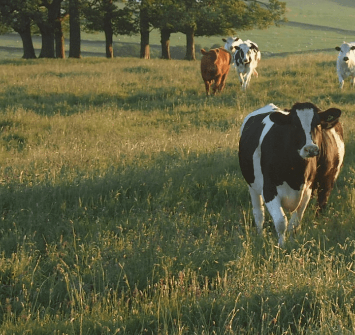 Животноводство